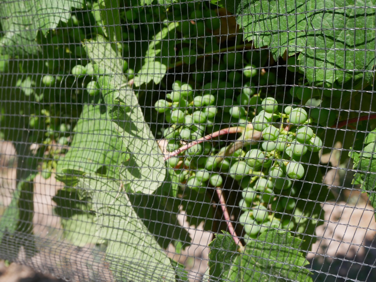 Finca 10 hect. Rama Caida