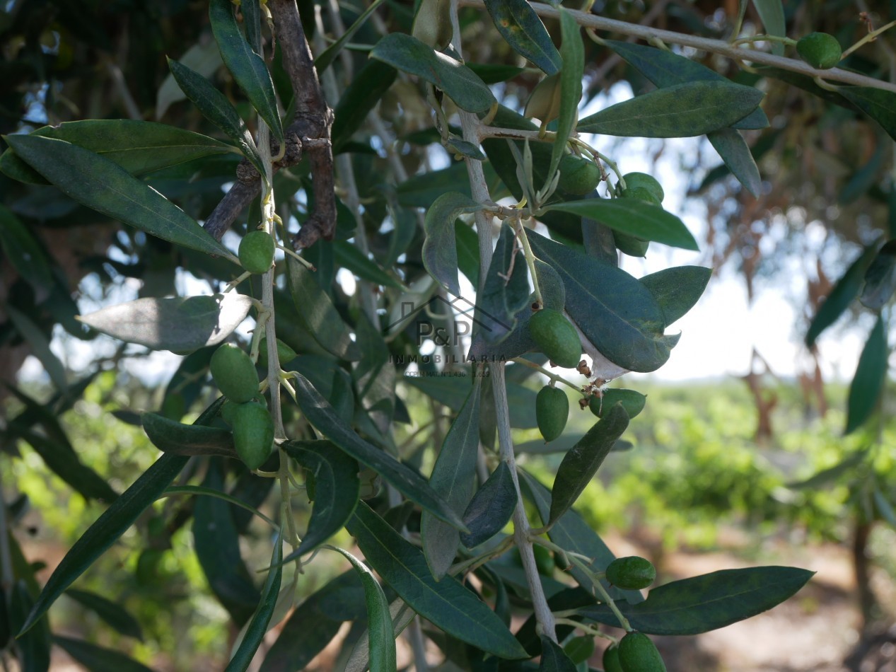 Finca 10 hect. Rama Caida