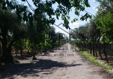 Finca 10 Hectareas 